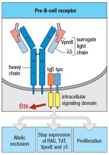 Signal Transduction Inhibitors III More About TKIs 5 3 19 Flashcards