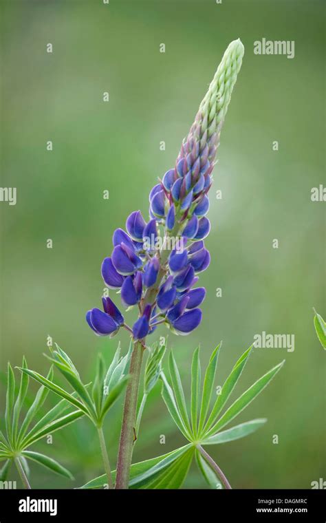 Bigleaf Lupine Many Leaved Lupine Garden Lupin Lupinus Polyphyllus