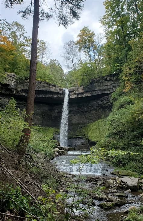 DEC Working to Protect Cayuga County Hemlocks from Invasive Species