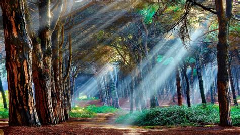 Mystical Landscape Nature P Tree Forest Rays Woodland