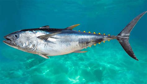 Peixe Gigante é Flagrado por Mergulhadores de Taiwan e Vídeo Viraliza