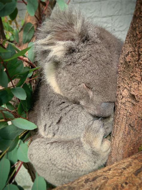 おんばけ 熱中症時代な着ぐるみ on Twitter RT englandhill zoo コアラ ゆうき https t