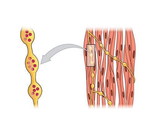 Whole Muscle Contraction Basic Human Physiology