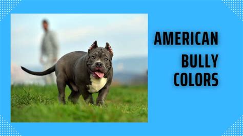 American Bully Colors - A-Z Animals