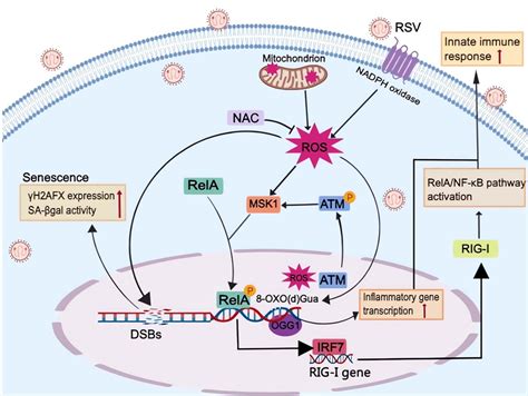 ROS Mediated DNA Damage And ATM MSK1 Phospho Ser276 RelA IRF RIG I