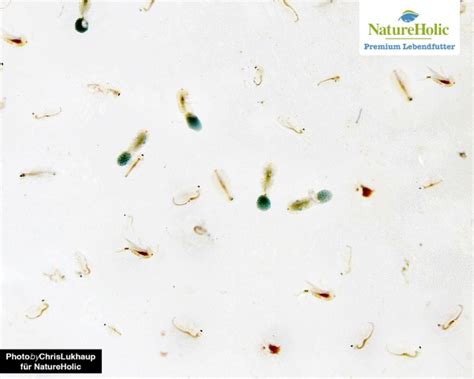 Seawater Rotifers Brachionus Plicatilis Natureholic Live Food