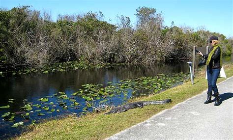 Tamiami Trail: Scenic drive explores Florida Everglades