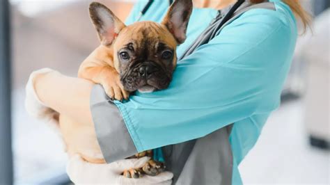 Quanto ganha um médico veterinário Quero Ser Veterinário