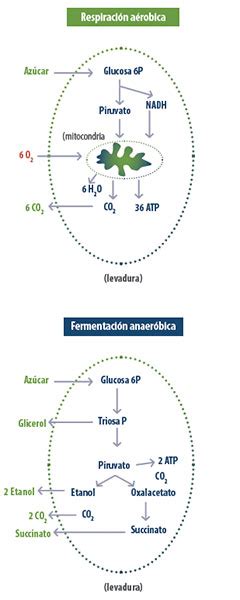 Eficacia De Los Cultivos Activos De Levaduras En La Mejora De