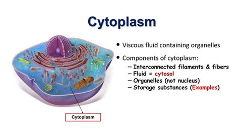 Cell Structure and Function | PPT | Free Download