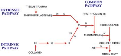 Coagulation Cascade Diagram Simple