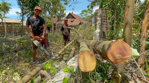 Tembok Warga Jadi Korban Tebang Pohon Di Tempat Sulit Dan Sempit