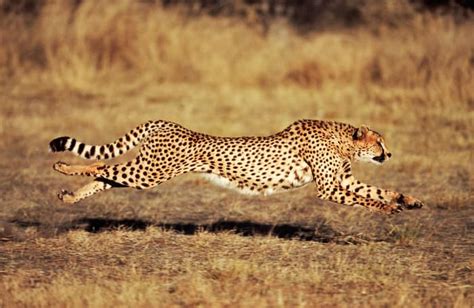 Top 20 Fastest Animals In Africa Which Animal Is Faster On Land