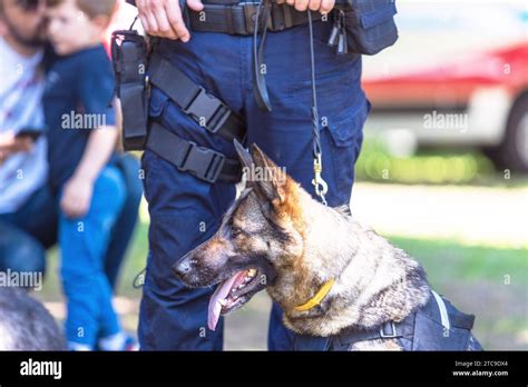 Police dog K9 canine German shepherd with policeman in uniform on duty ...