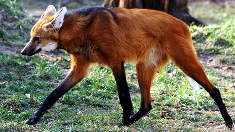 Maned Wolf Wallpapers - Wallpaper Cave