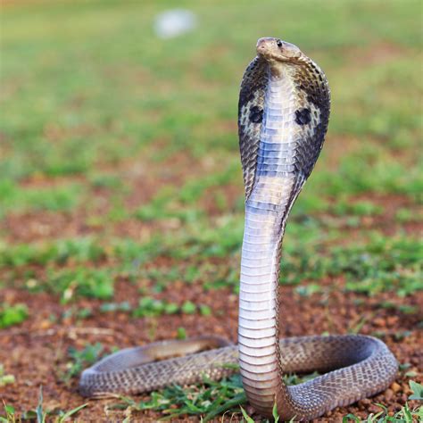 Indian King Cobra