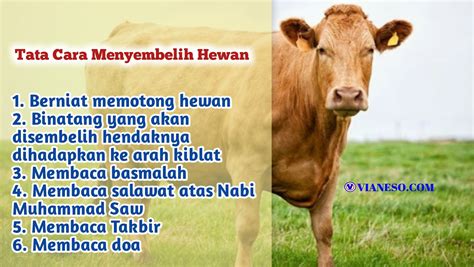 Doa Menyembelih Hewan Aqiqah Menurut Sunnah