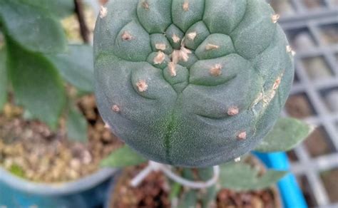 Blog - PreciousCactus