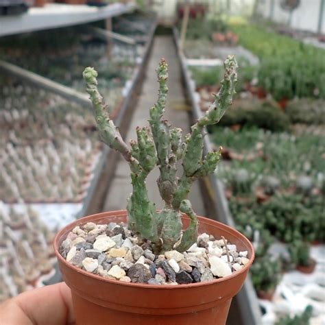 Euphorbia Enopla Monstrosa Uhlig Kakteen Ber Verschiedene Arten