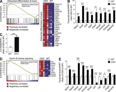 Elevated Levels Of Genes Involved In Osteoclast Differentiation And