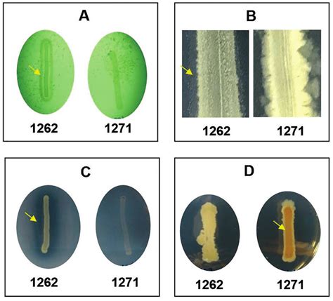 Representative Enzyme Plate Assay Results Protease Assay A Lipase Download Scientific