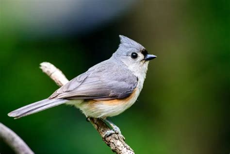 Small Birds In Florida Global Birding Initiative