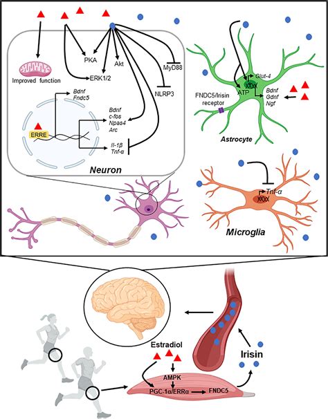 Frontiers Multiple Roles In Neuroprotection For The Exercise Derived