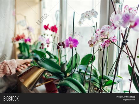 Watering Orchids Image & Photo (Free Trial) | Bigstock