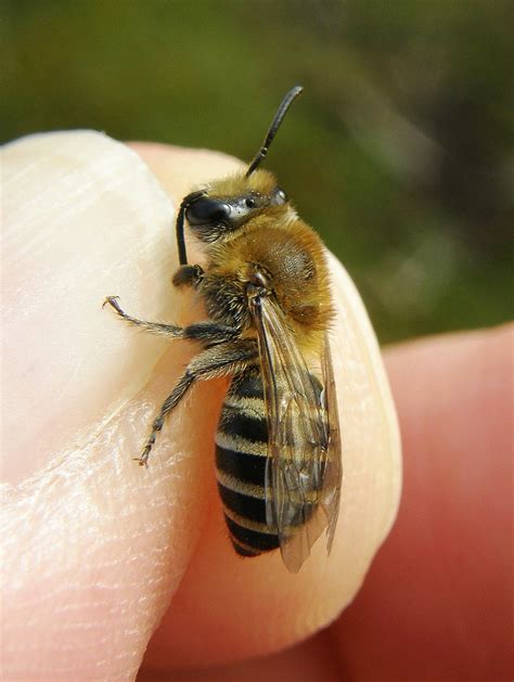 Colletes Succinctus Female Hartlebury Common Staffordsh Flickr