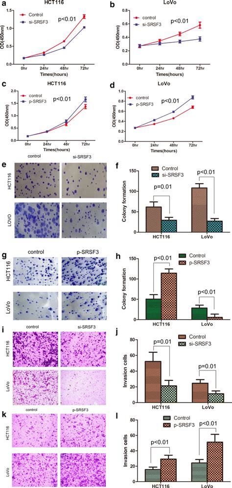 SRSF3 Promotes The Proliferation And Invasion Of CRC Cells A B