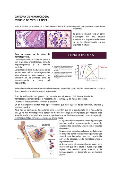 3 Médula ósea Clase Medula Osea Catedra De Hematologia Estudio De