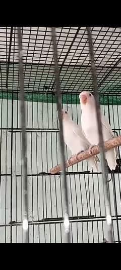 Albino Red Eye Parrot In Pakistan Free Classifieds In Pakistan OLX