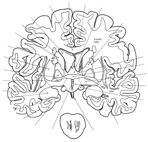 Neuroanatomy (labeling) Diagram | Quizlet