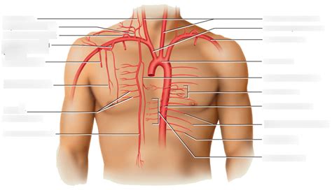 Arterial Supply To Thorax Diagram Quizlet