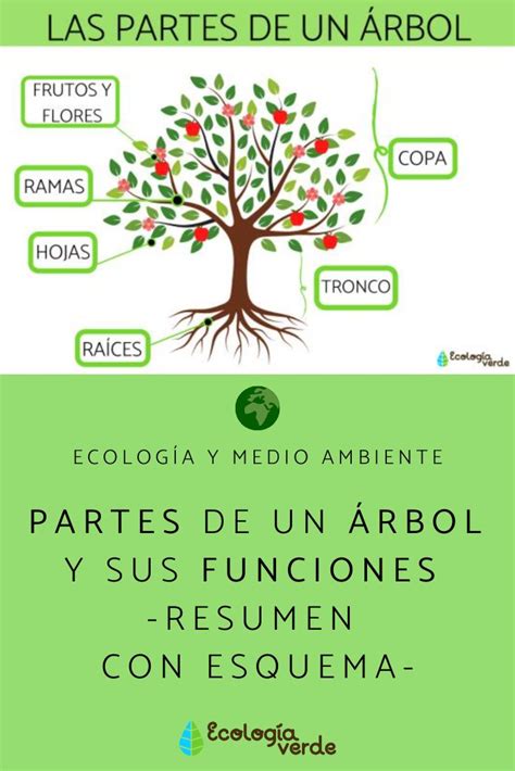 Partes De Un Rbol Y Sus Funciones Resumen Con Esquema Partes Del