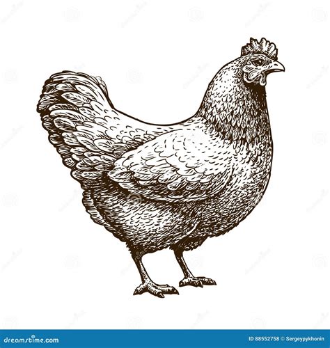 Hand Drawn Chicken Hen Poultry Broiler Farm Animal Stock Vector