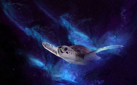 Download Animal Turtle Hd Wallpaper