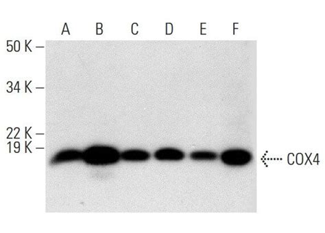 COX4 Antibody F 8 SCBT Santa Cruz Biotechnology