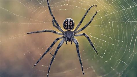 Spiritual Meaning Spider Spider Symbolism