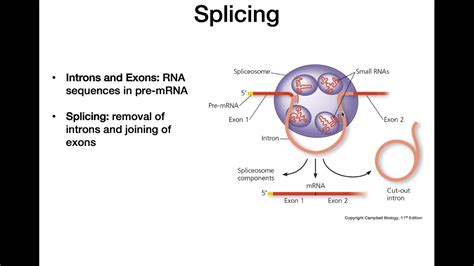 Rna Processing Diagram