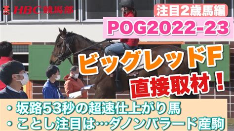 【坂路53秒！】独自取材の注目2歳馬『ビッグレッドf潜入編①』調教施設も牧場内部も大公開！ゴールドシップもけい養…【pog2022 23