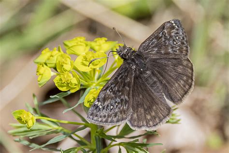 Juvenal S Duskywing From Rockland County NY USA On May 05 2023 At 10