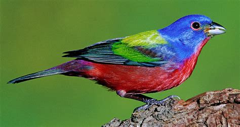 Painted Bunting Passerina Ciris Photograph By Millard H Sharp Fine