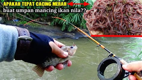 MANCING NGANTANG Mancing Ikan Nila Di Sungai Ngantang VM 48 YouTube