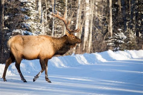 Prince Albert National Park Revisited Hecktic Travels