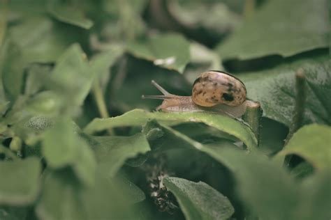 Green Snail Photos, Download The BEST Free Green Snail Stock Photos & HD Images