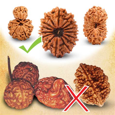 how to know rudraksha is original