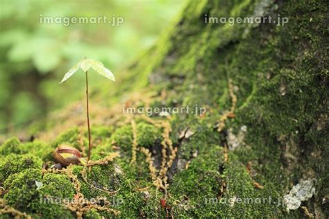 大樹の根元のコナラの新芽の写真素材 24295712 イメージマート