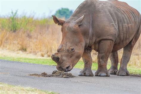 White Rhinoceros in Rietvlei Nature Reserve during Safari in South ...