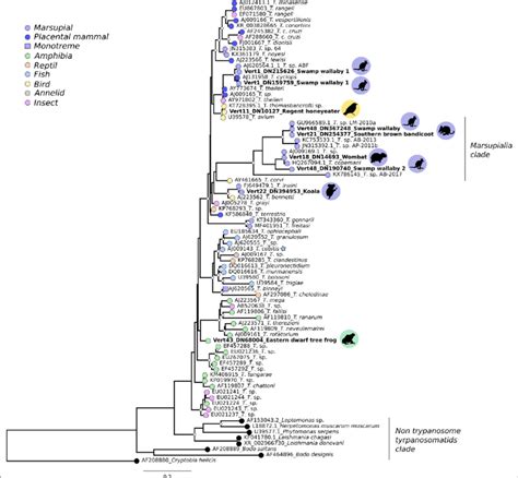 Maximum Likelihood Phylogenetic Tree Depicting The Evolutionary